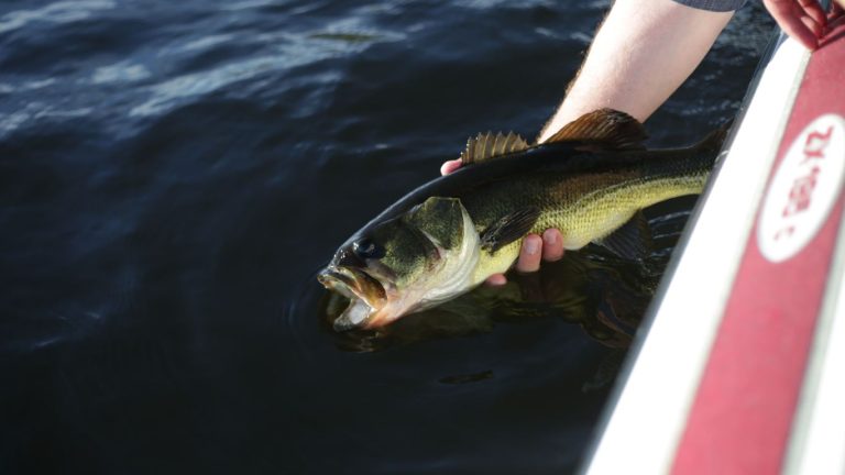 Best Time to Fish for Catfish