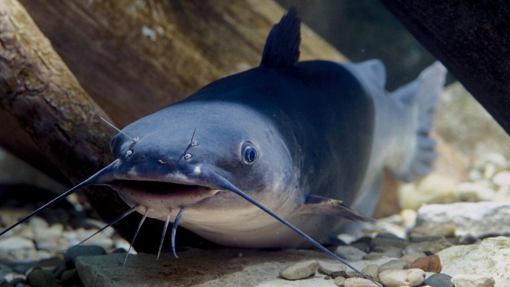 Blue catfish