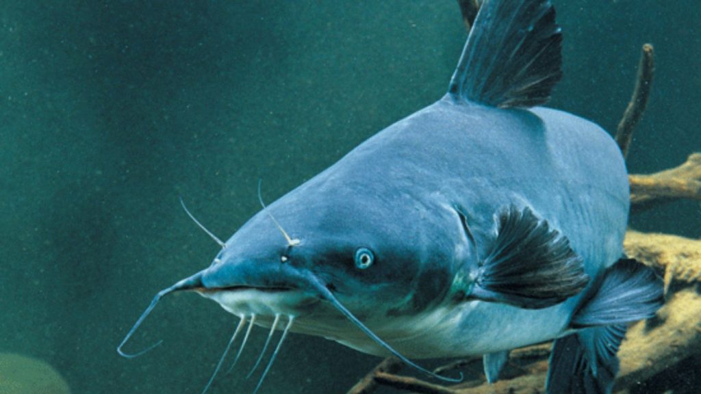 Blue Catfish