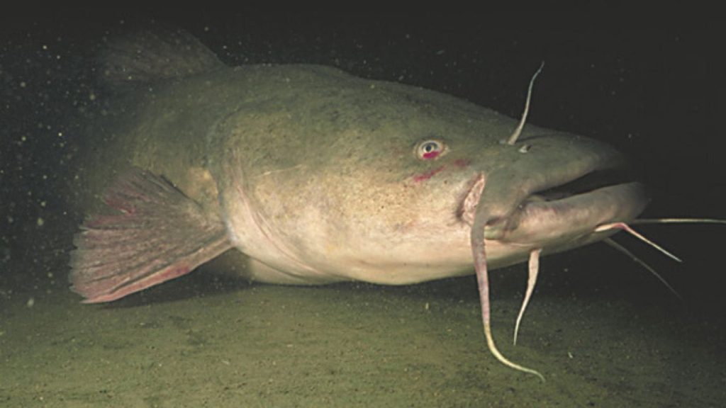 One of the types of catfish Flathead