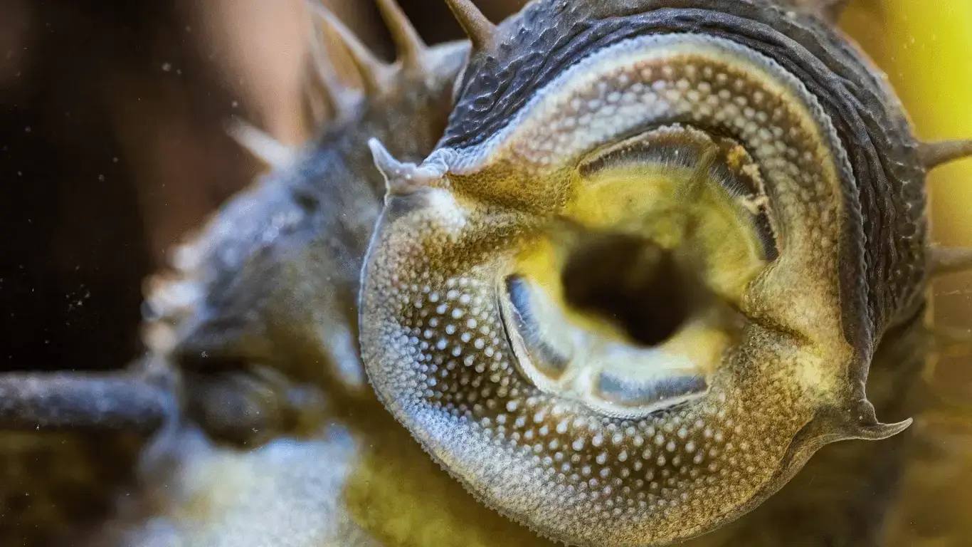 Catfish teeth