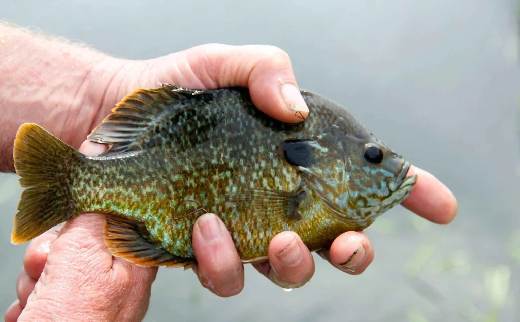 bluegill holding in hand